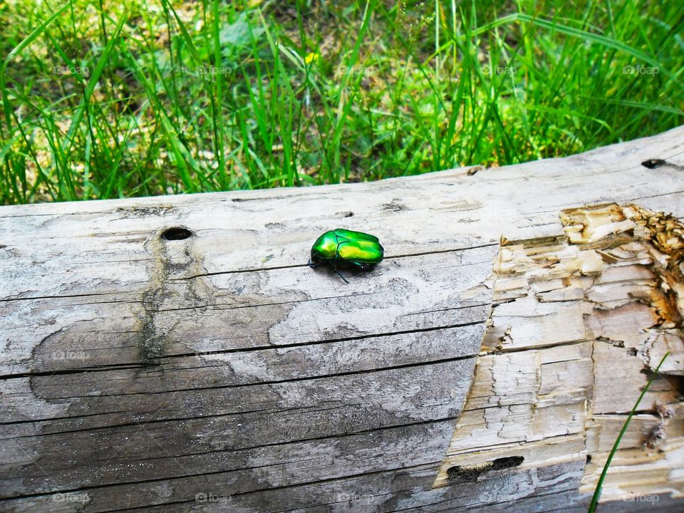 каких удивительных окрасов бывают жуки