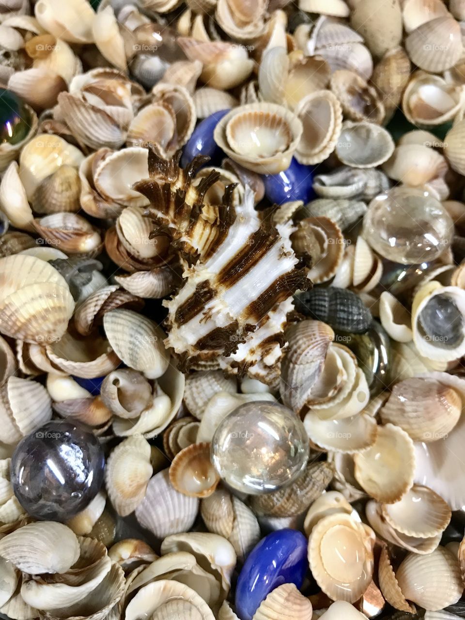 Sea shells 