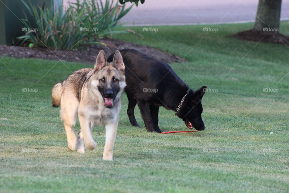 German Shepherd brothers playing in the yard together. 