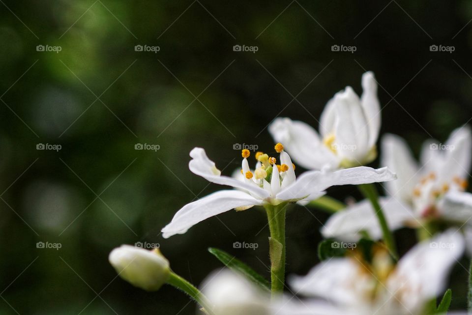 A pretty flower standing tall in my garden that caught my eye 🌸