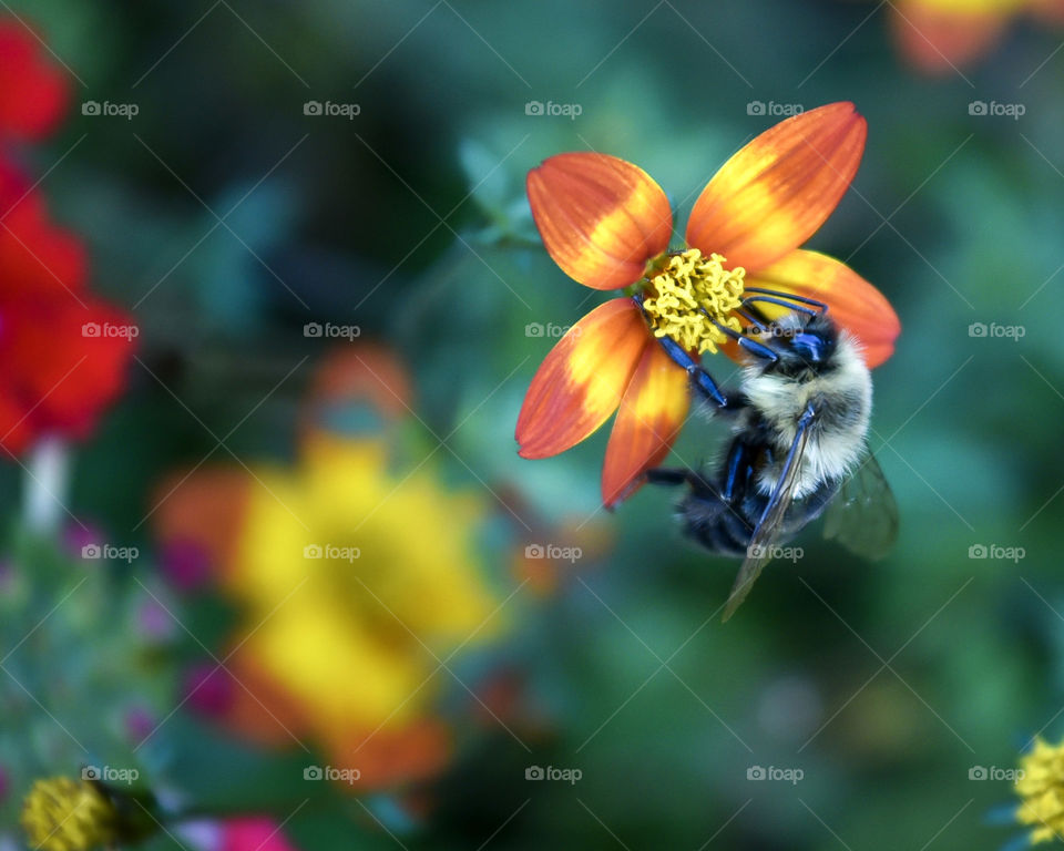 Bumblebee on an orange and yellow flower