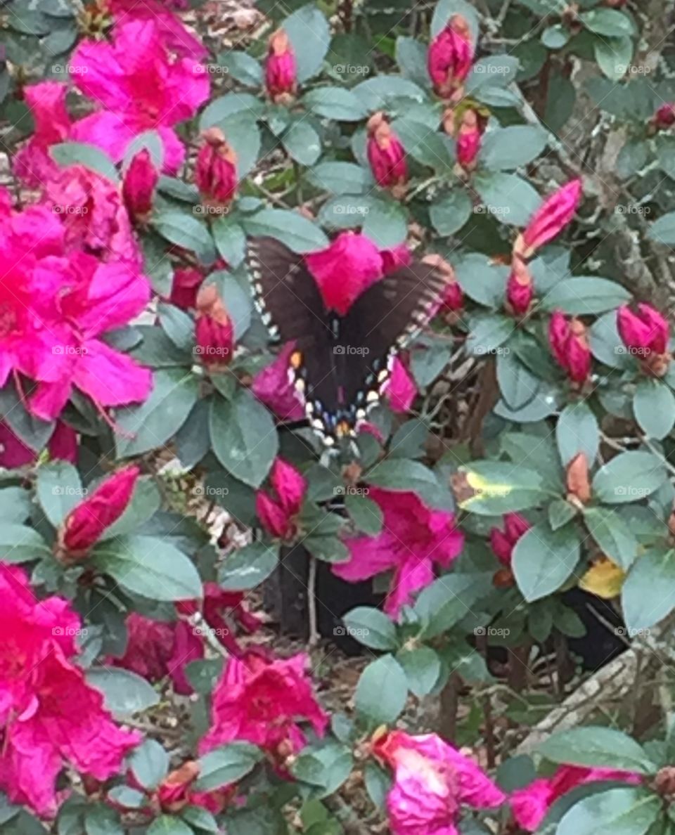 Butterflies in the flowers 
