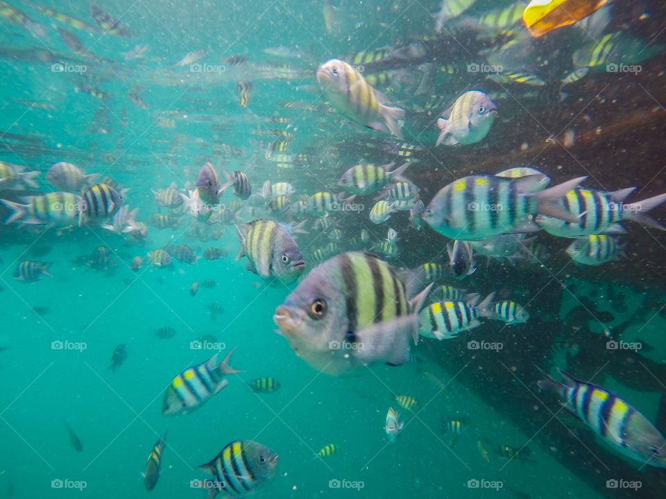 Underwater fish