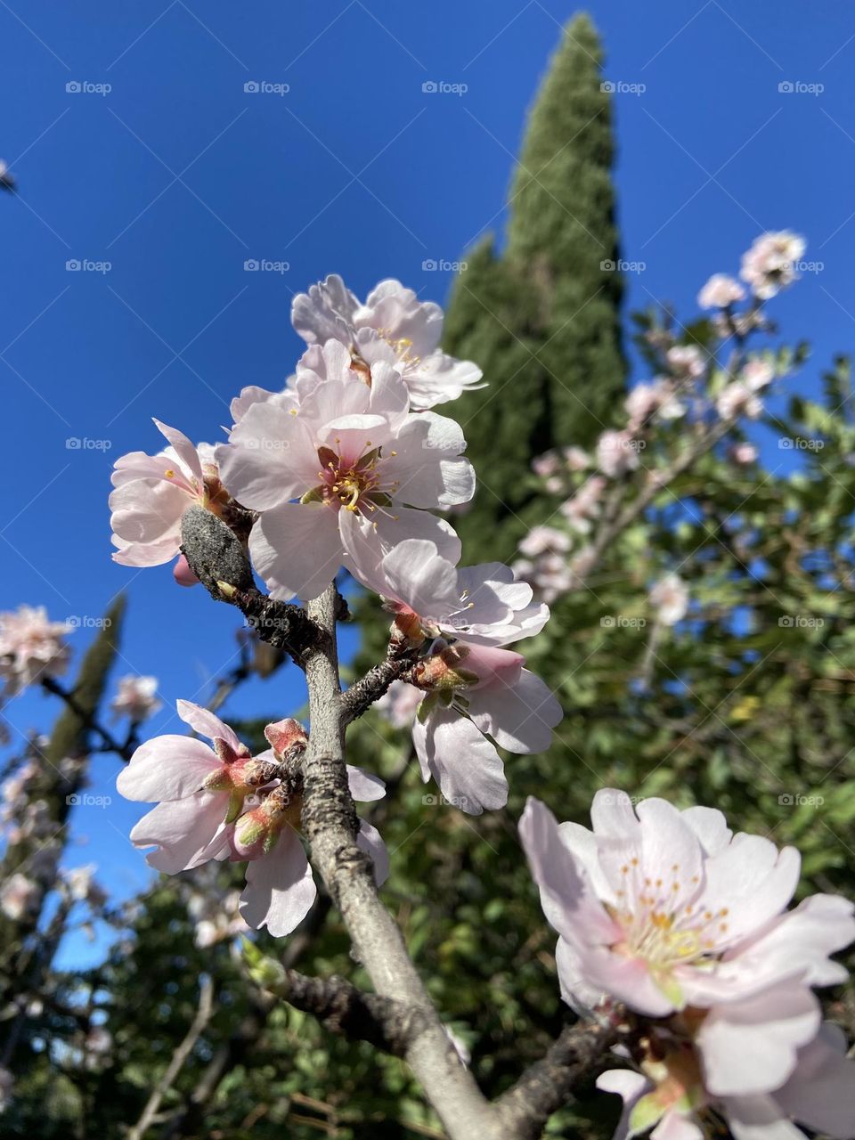 The springtime bloom of almond trees against a clear blue sky and a green cypress tree.