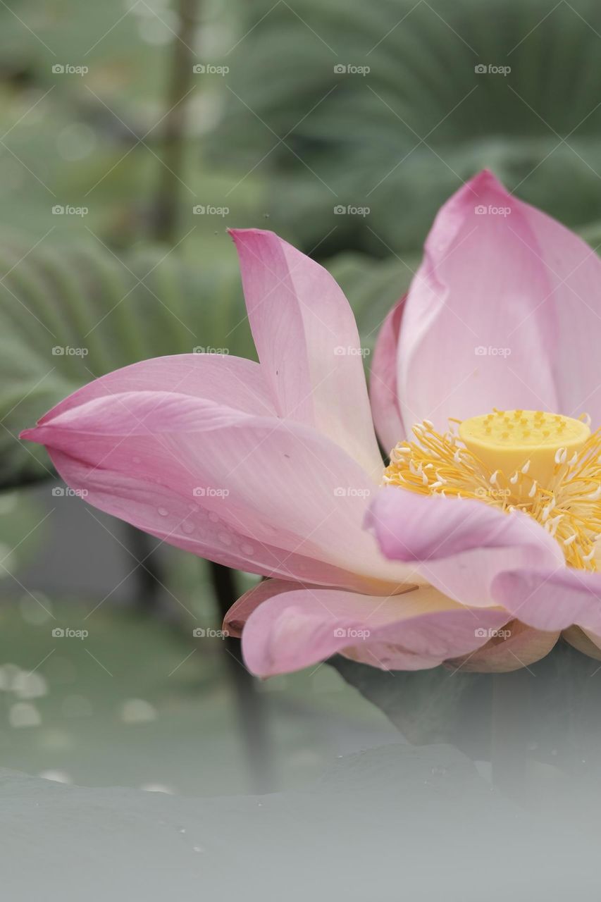 lotus flower blooming in summer pond with green leaves as background