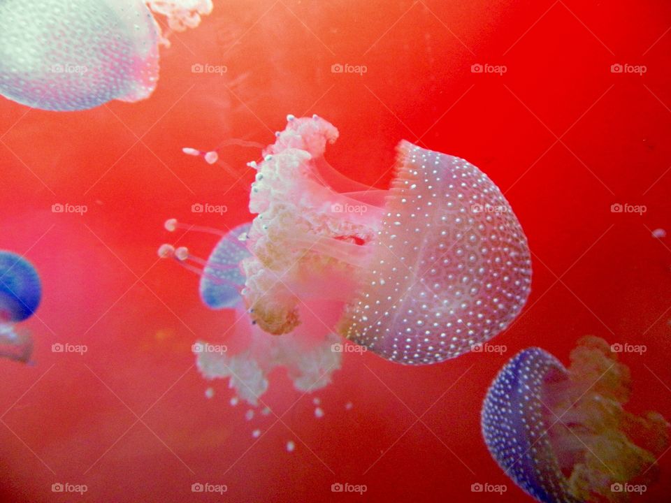 Jellyfish 