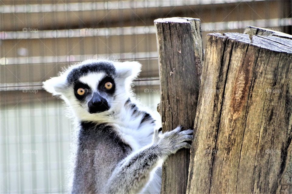 Lemur On Tree Trunk