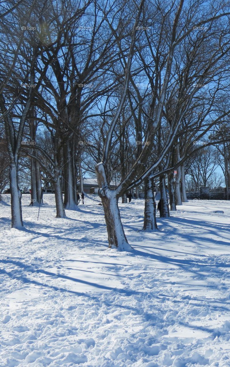 Park in winter