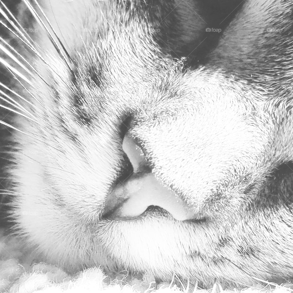 Cat nose closeup