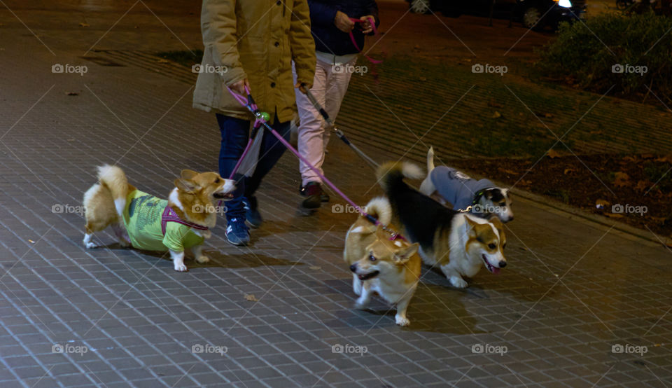 Pareja paseando su colección de mascotas