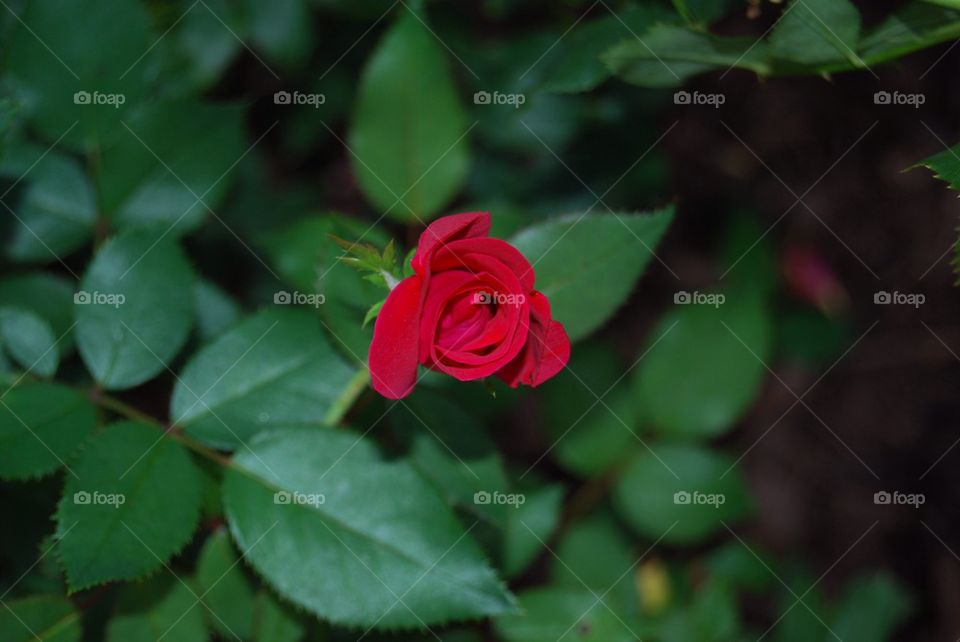 Rose bud  with leaves