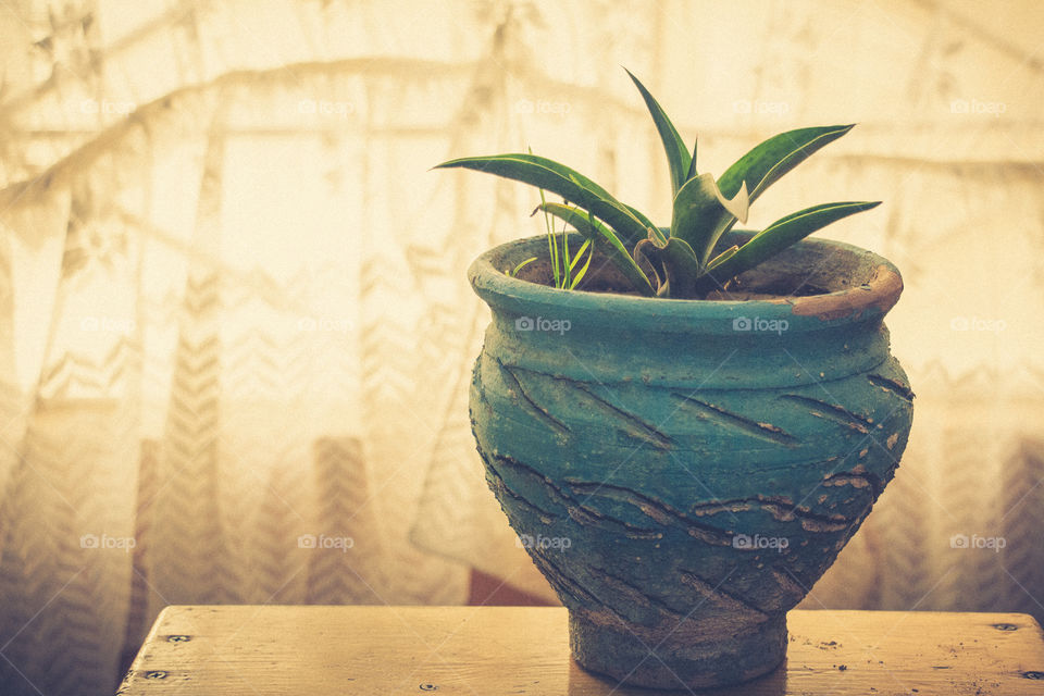 A type of cactus in a turquoise pot