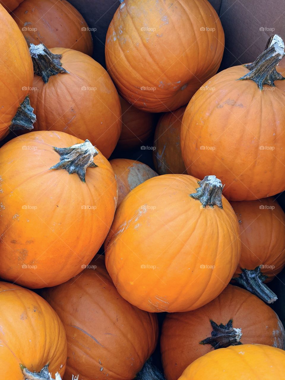 pumpkins