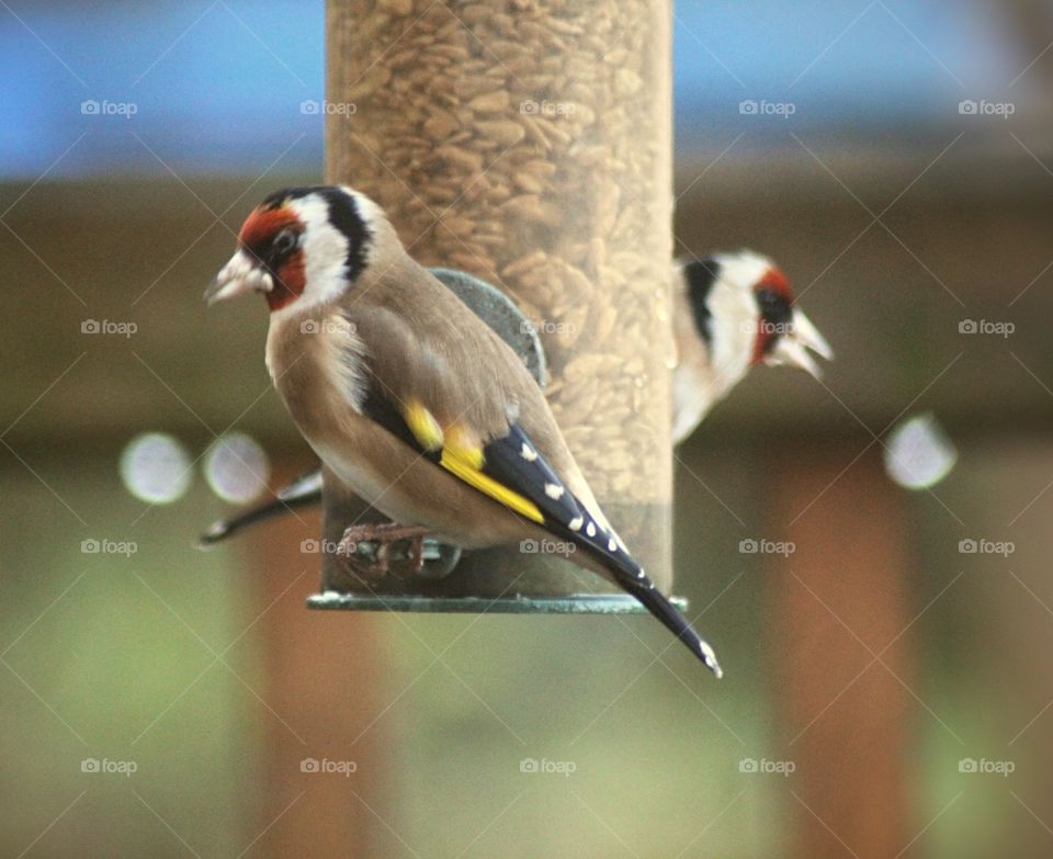 Goldfinches eating sunflower hearts