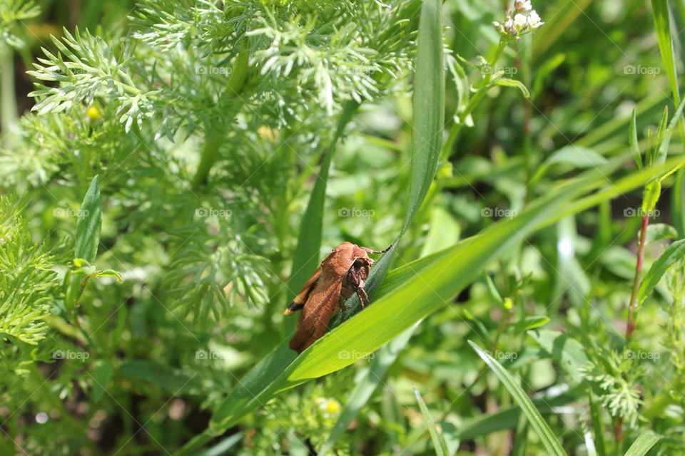 green sweet brown bugs by bella9309