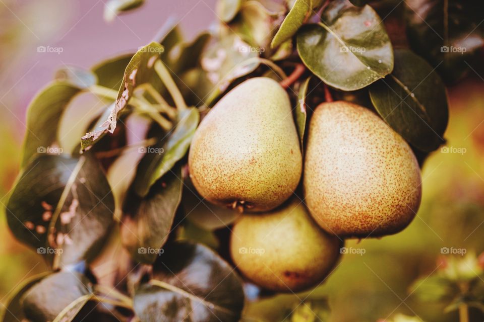 autumn harvest of ripe pears on a branch