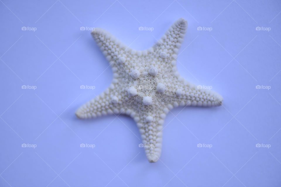 Dry starfish isolated on white background.