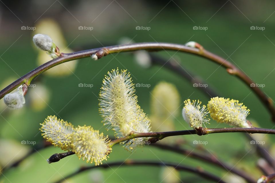 Catkin twigs