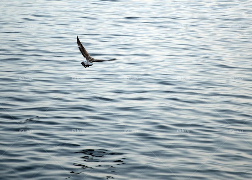 Freedom...  Seaside.... Summer.... Ocean