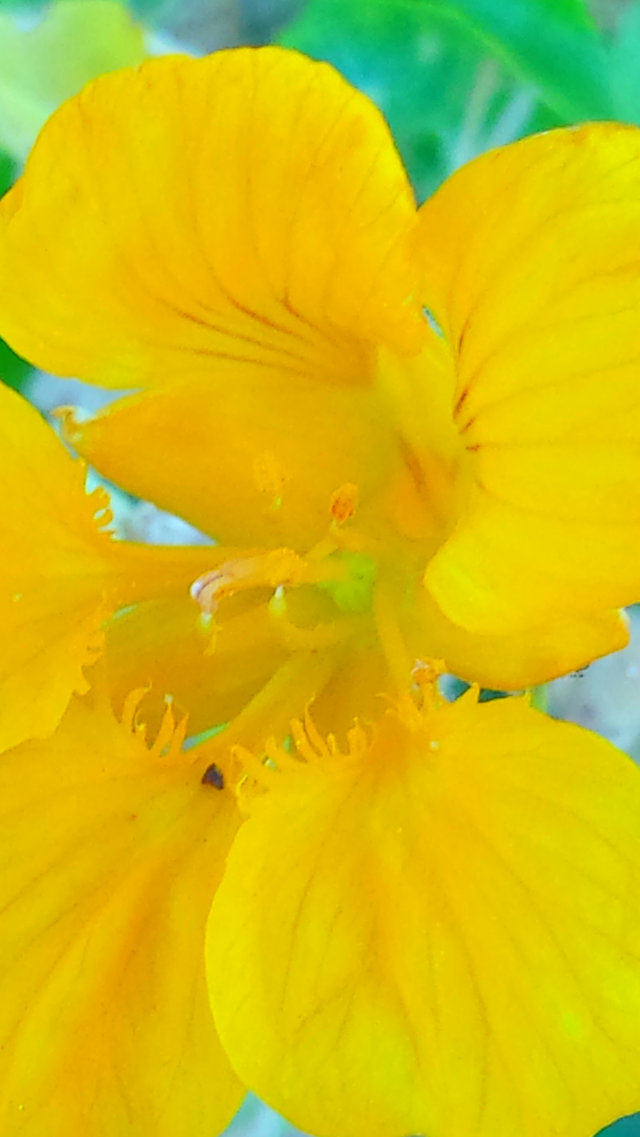 "Morning Glory"