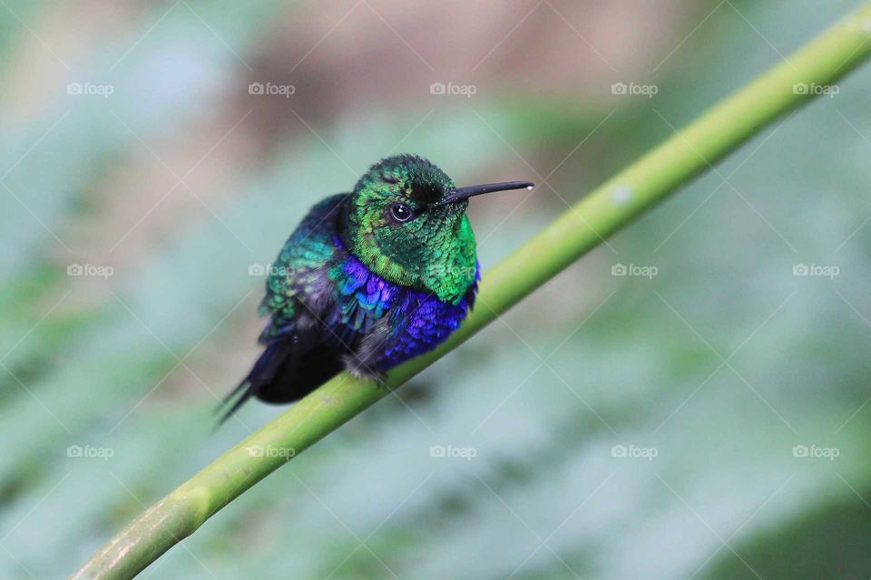 Sitting Hummingbird