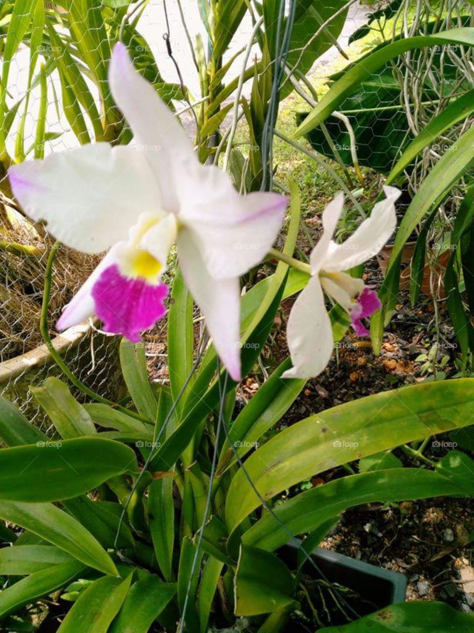 Asia orkid