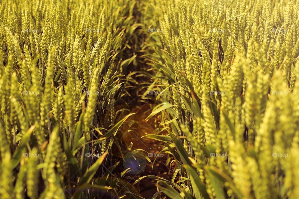 Pathway in cornfield