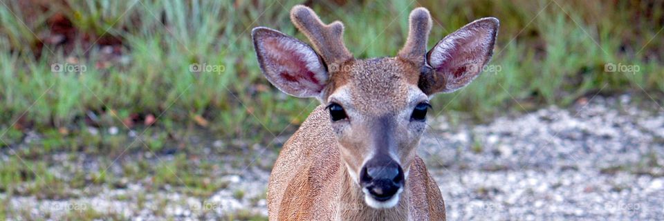 Young  key deer buck on Big Key Island in the Florida Keys