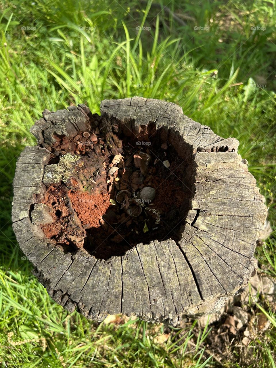 Hollow stump 