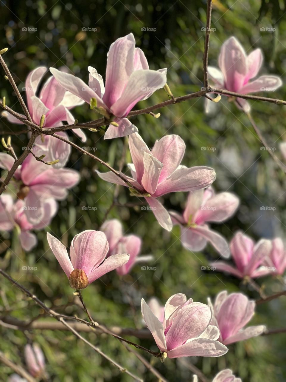 Blooming magnolia 