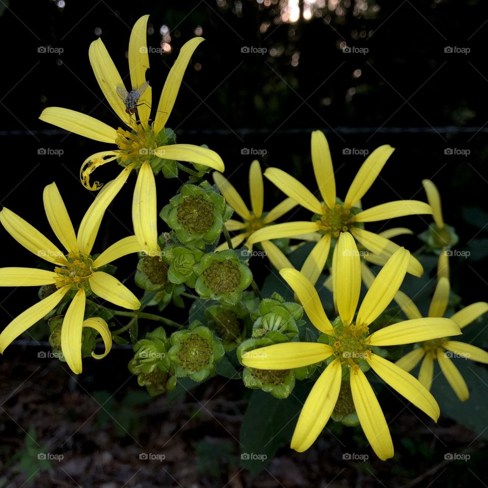 Yellow Flowers At Dusk