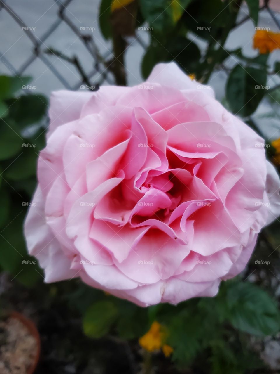 beautiful rose