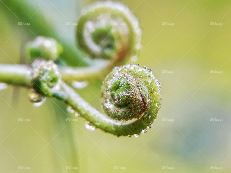 fresh dew morning on fern