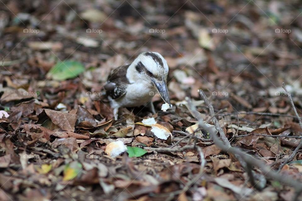 Kookaburra eating 