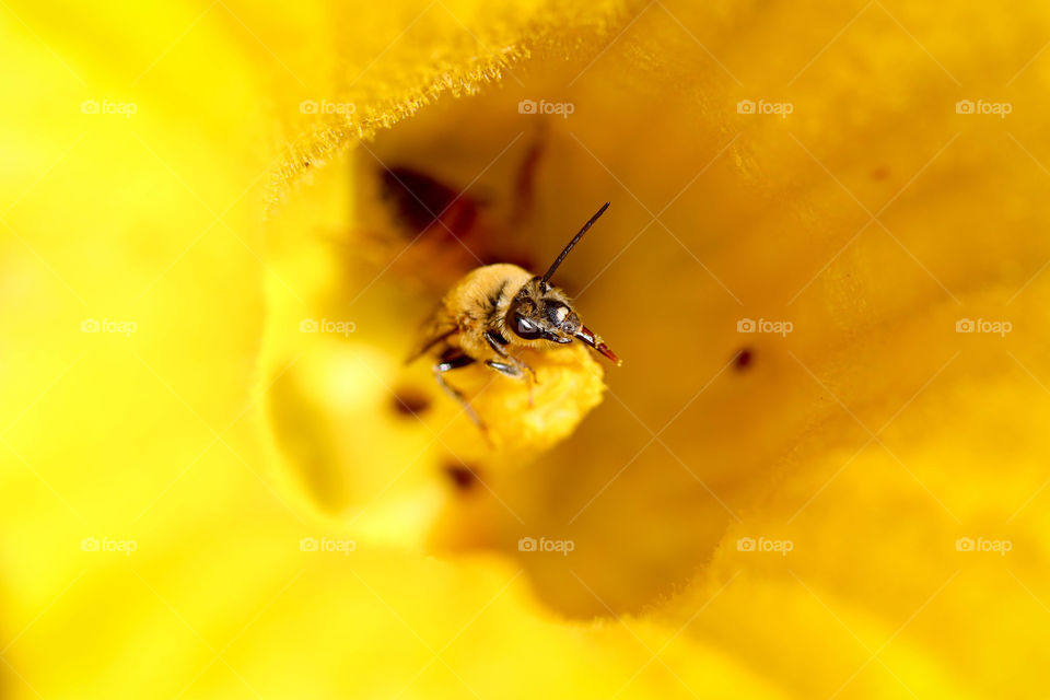 Honey bee is pollinating yellow pumpkin flower