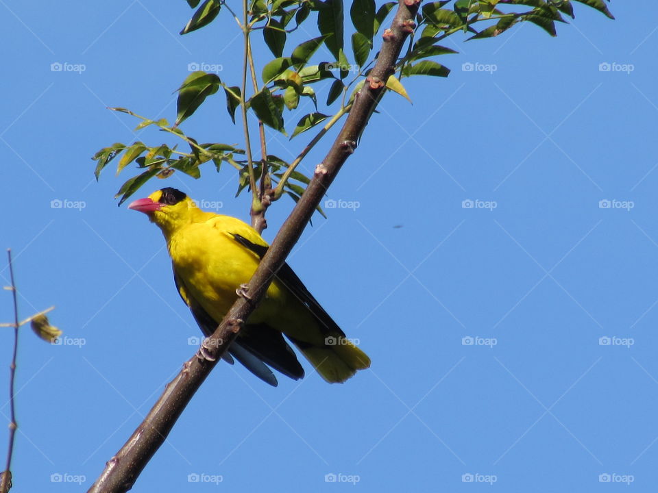 Yellow-napped Oriole - Philippines