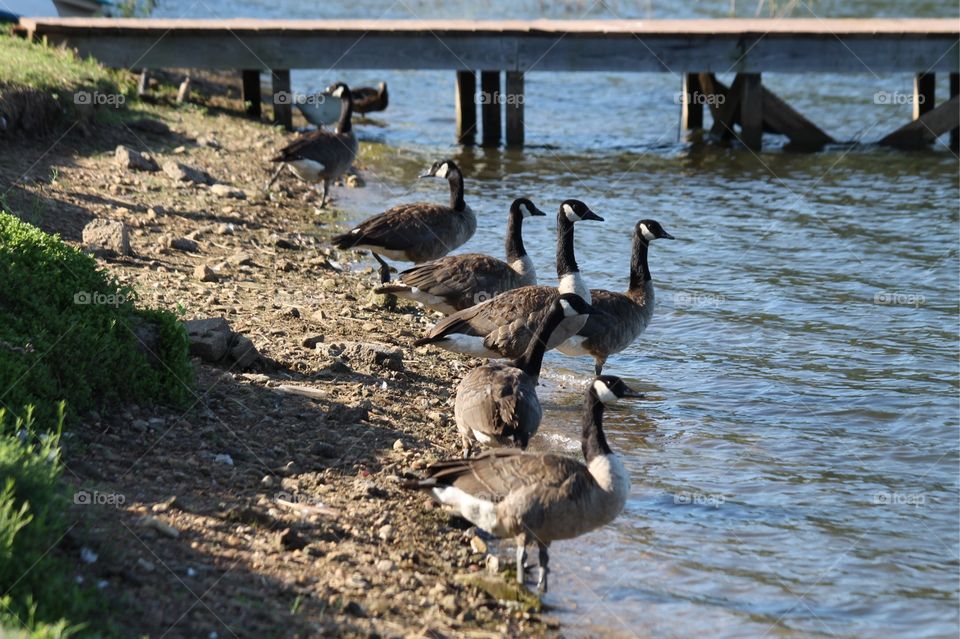 Canadian geese at Carter Lake in College Station, Texas on sunny summer day.