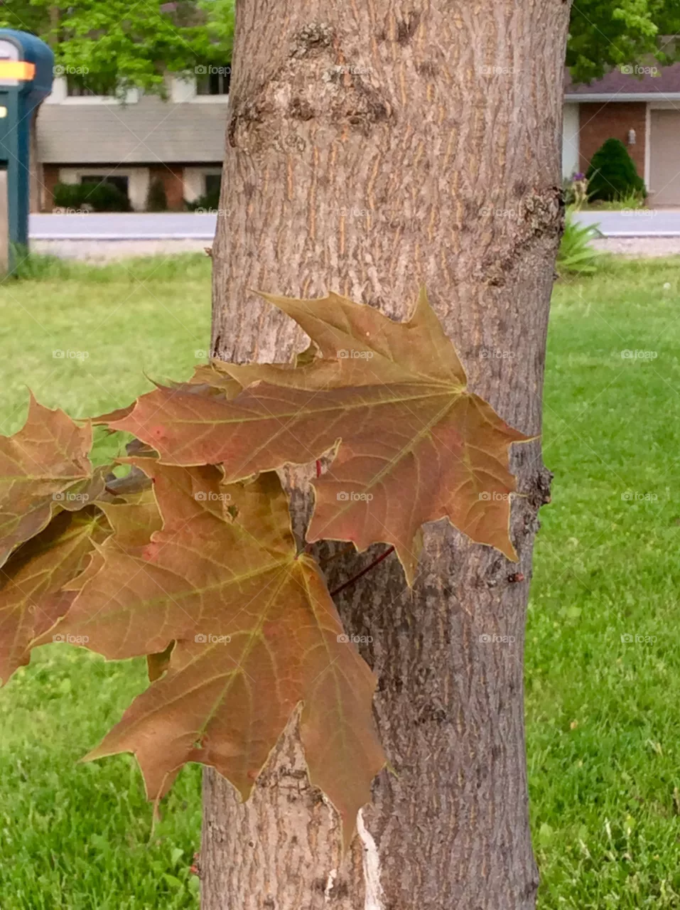 Maple tree