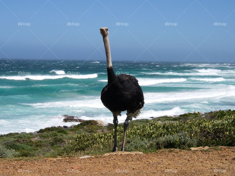 Ostrich by the sea, South Africa