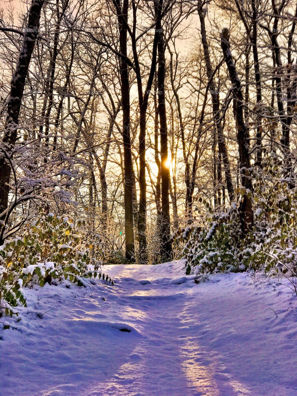 Sunset view of winter in forest