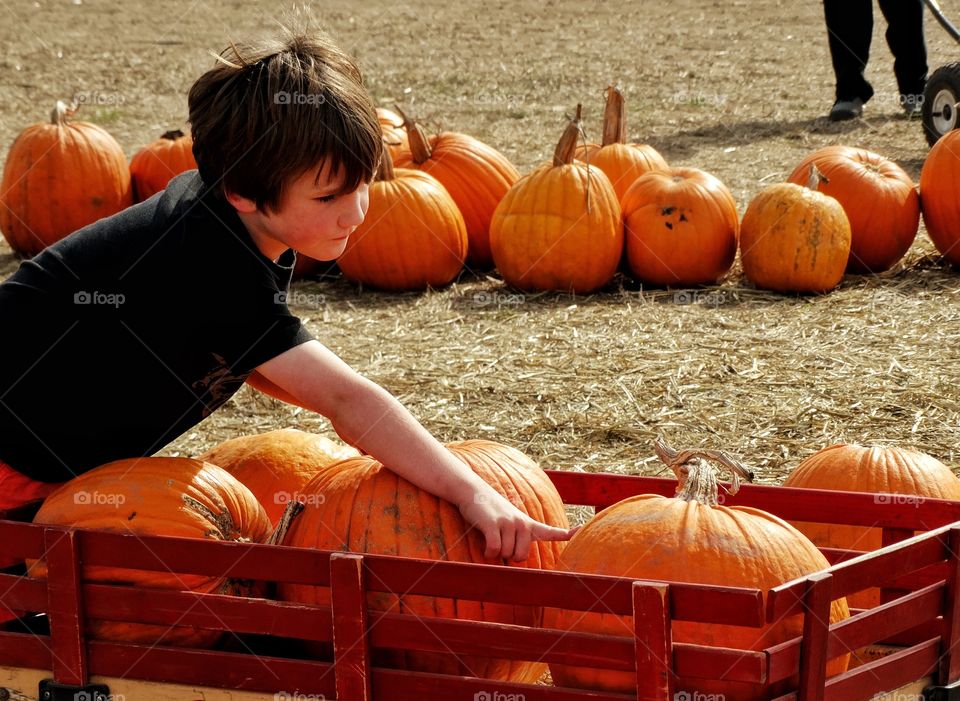 Young Boy At A Pumpkin Patch
