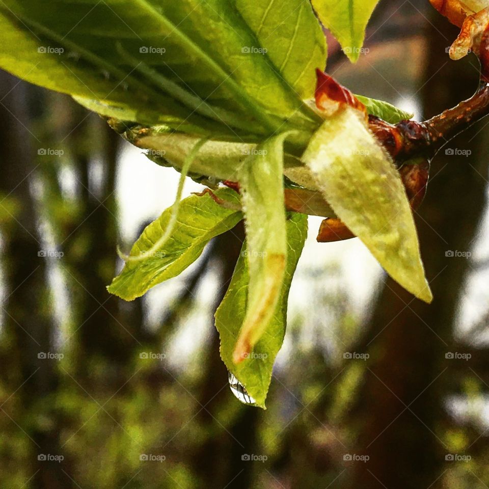 Leaf waterdrop in spring