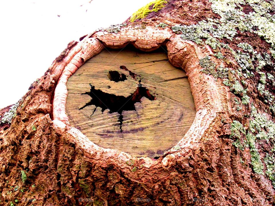 Close of tree stump