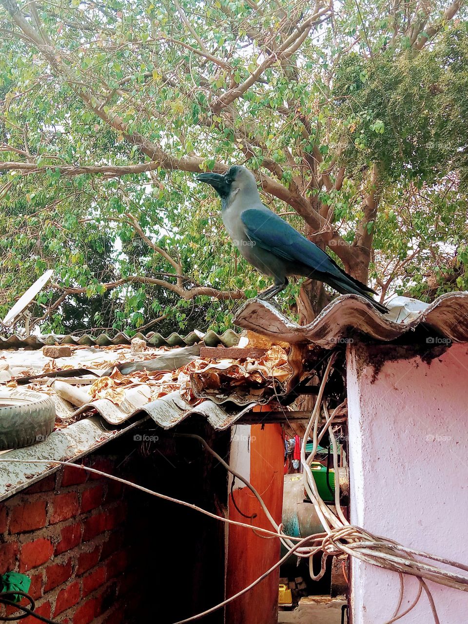 Nature, Bird, Tree, Wood, Color