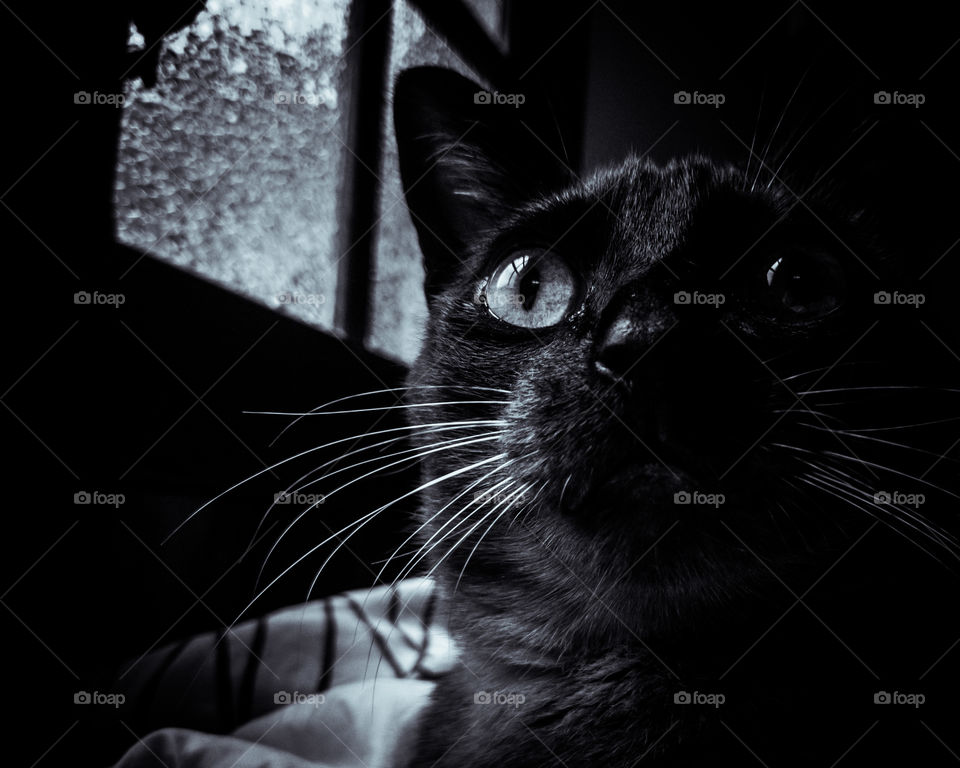 Noir Cat