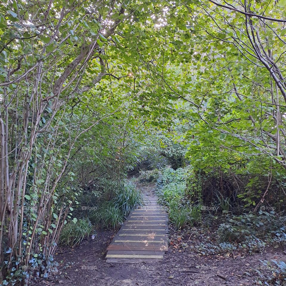 woodland walk. pathway leading through green bushes and trees.nature.u.k.