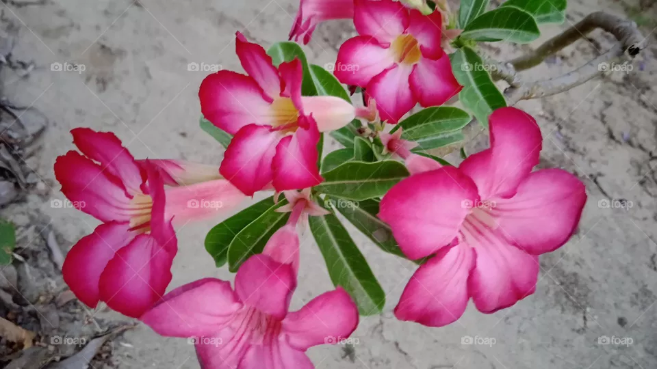 Adenium obesum also known as desert rose,it is native to the sahel regions of south of sahara, it is a poisonous species, more attractive  with his pink colour petals and dark green leaves. shoot at sat ,30 april, 2022, 5:31 am south india.