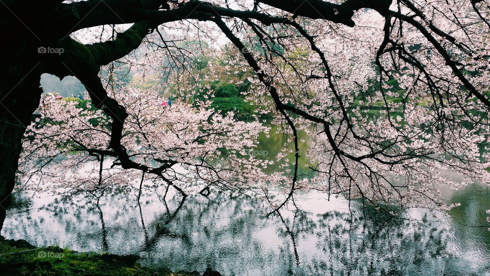 Sakura beauties