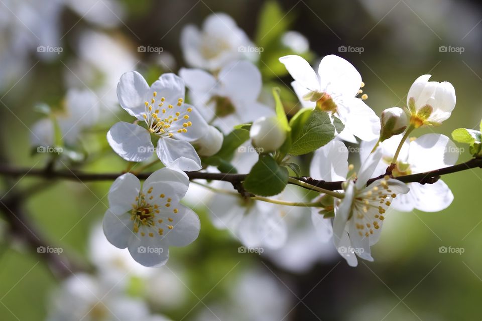 Close-up of white cherry blossom