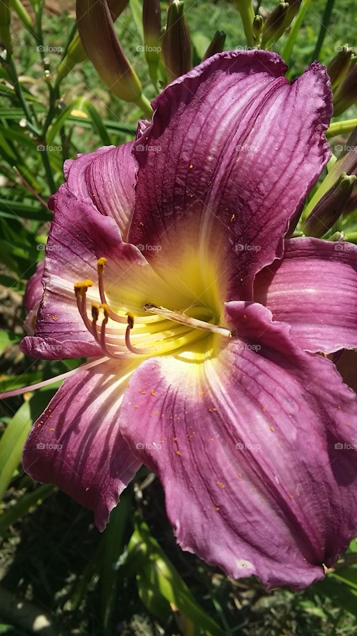 Oklahoma Iris Garden